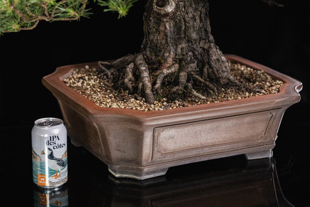 Pinus sylvestris