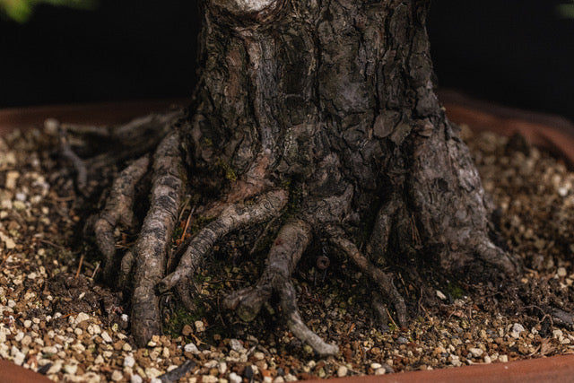Pinus sylvestris