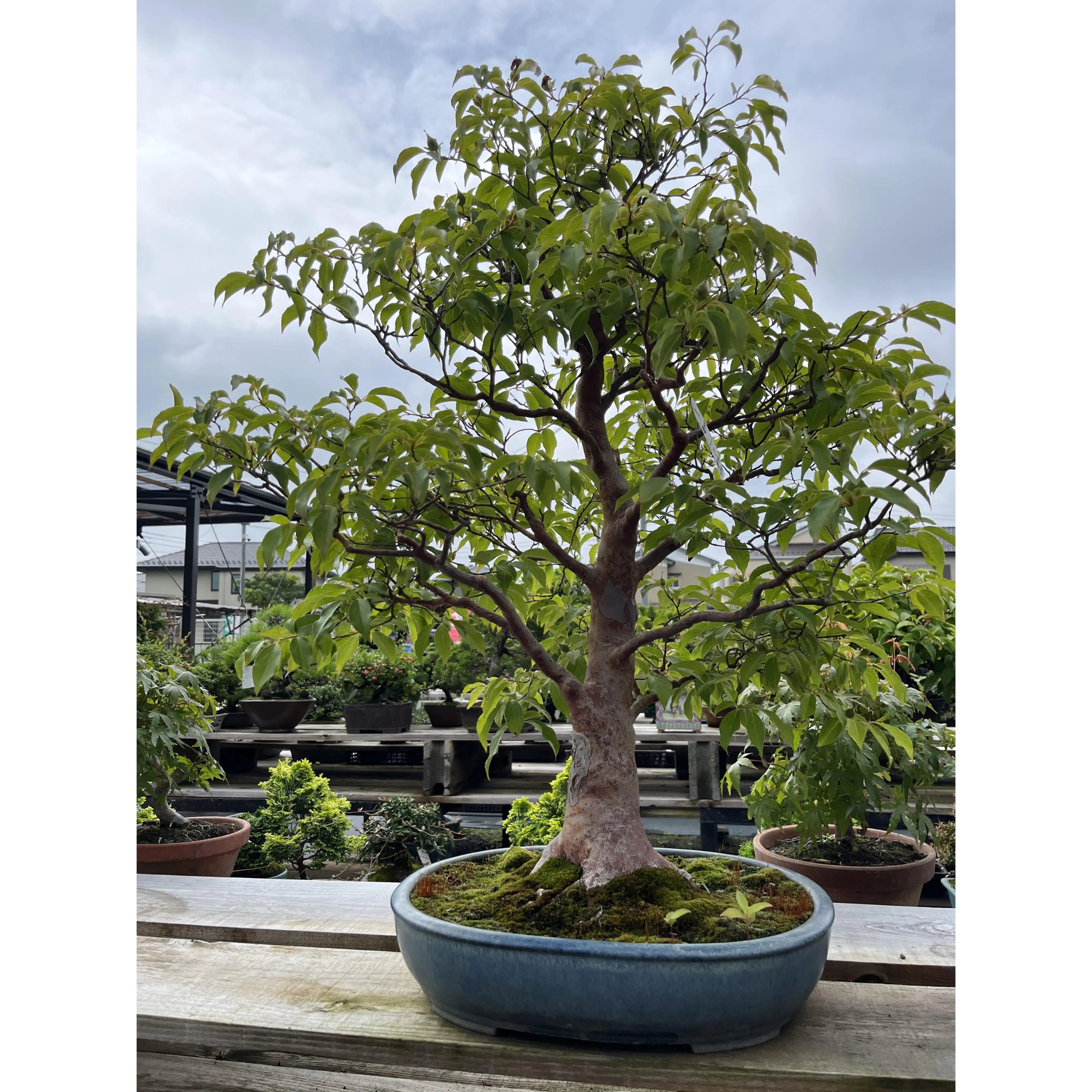 Stewartia monadelpha