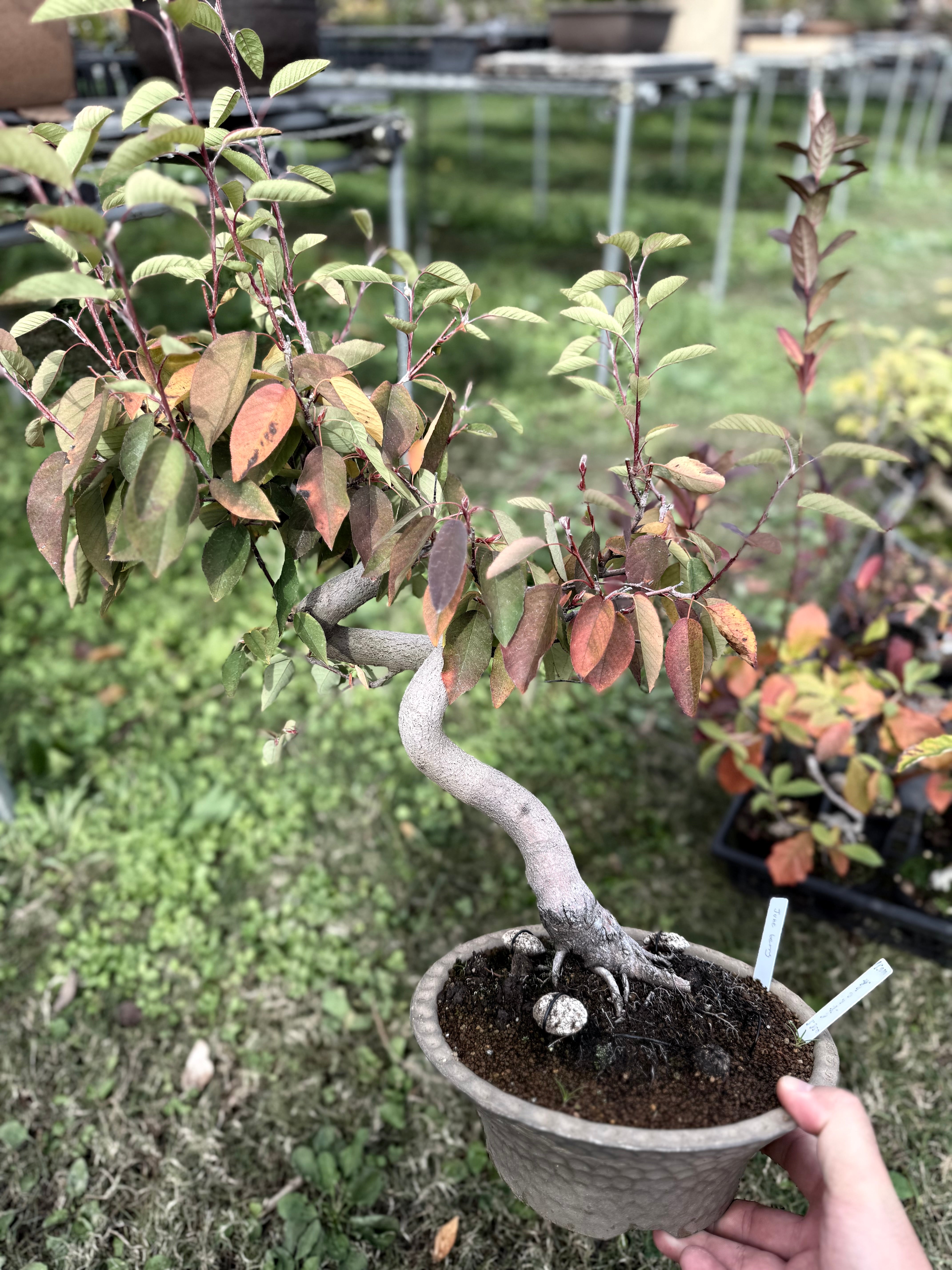 Amelanchier asiatica