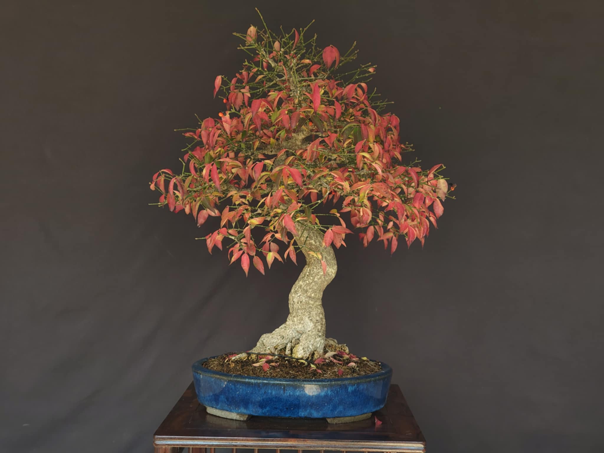 Euonymus