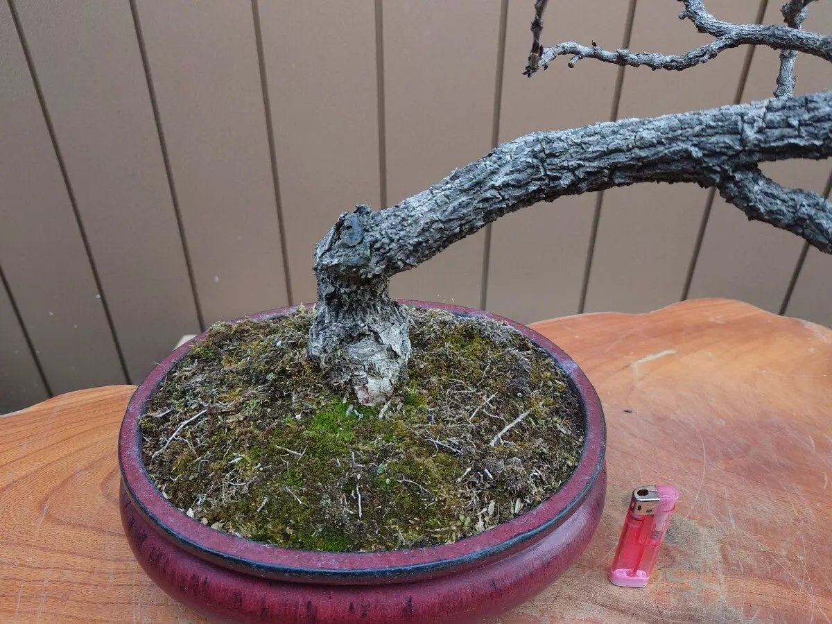 Wisteria floribunda Canada Bonsai