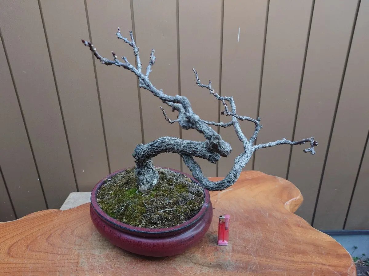 Wisteria floribunda Canada Bonsai