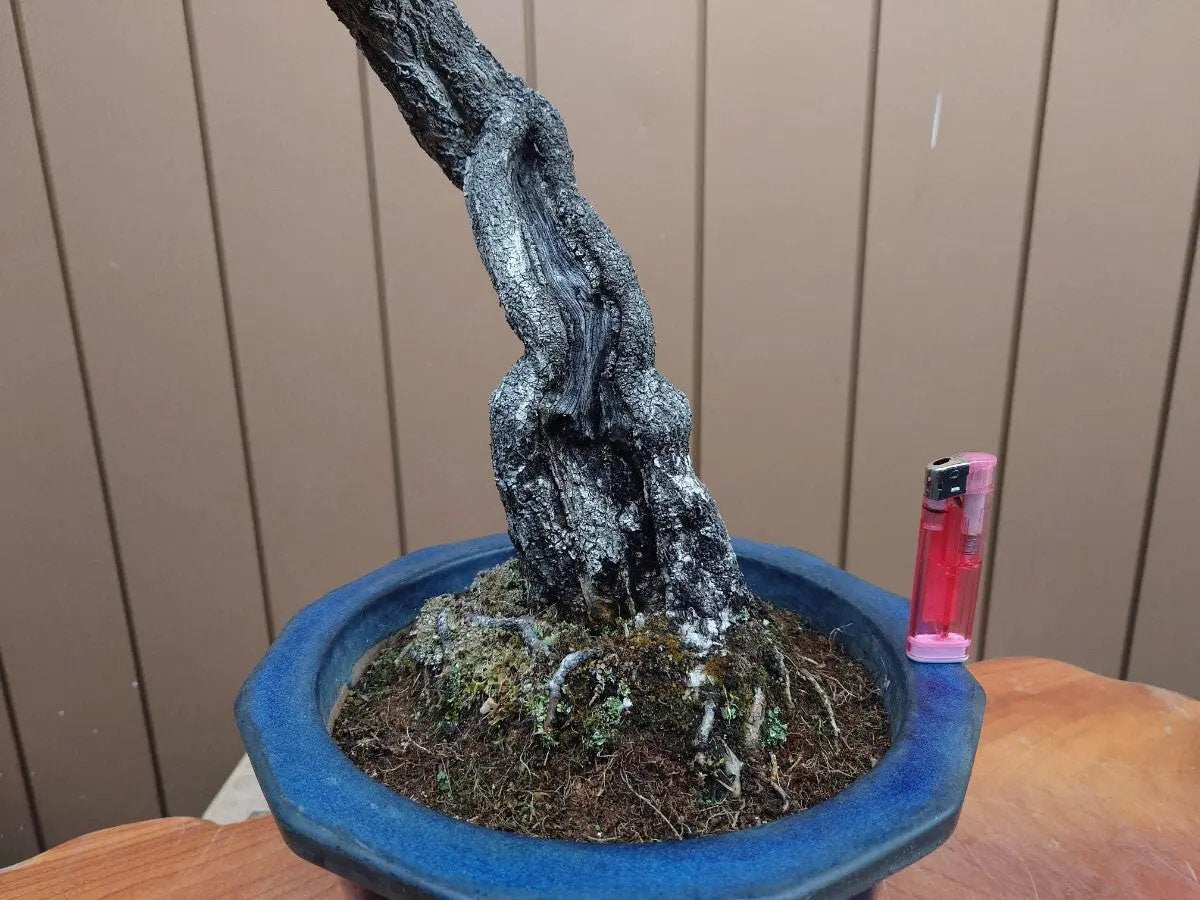 Wisteria floribunda Canada Bonsai