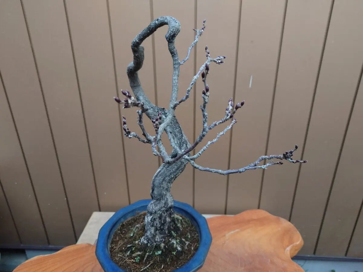 Wisteria floribunda Canada Bonsai