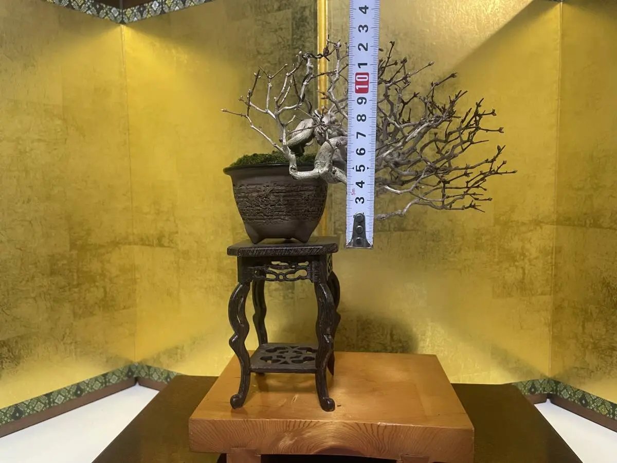 Lonicera Canada Bonsai