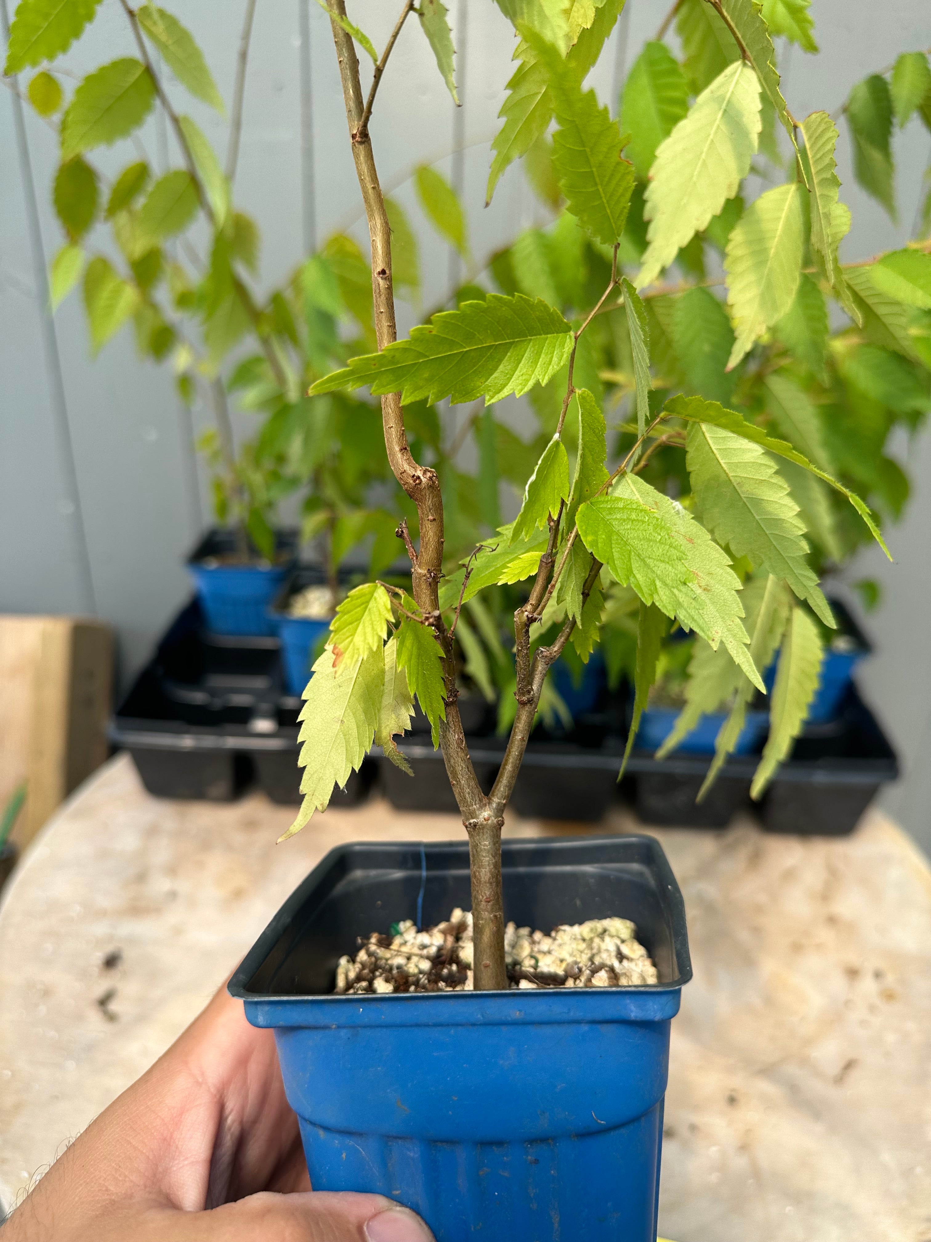 Zelkova serrata