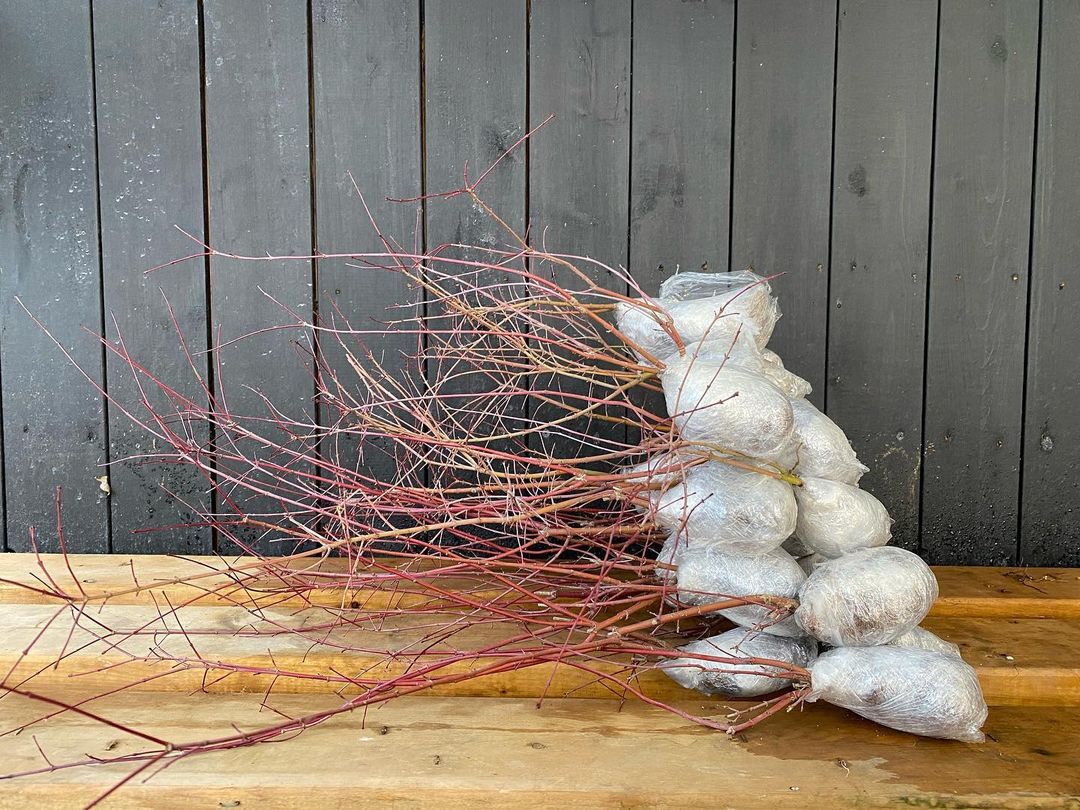 Acer palmatum 'Deshojo' (1 unit) (2025)