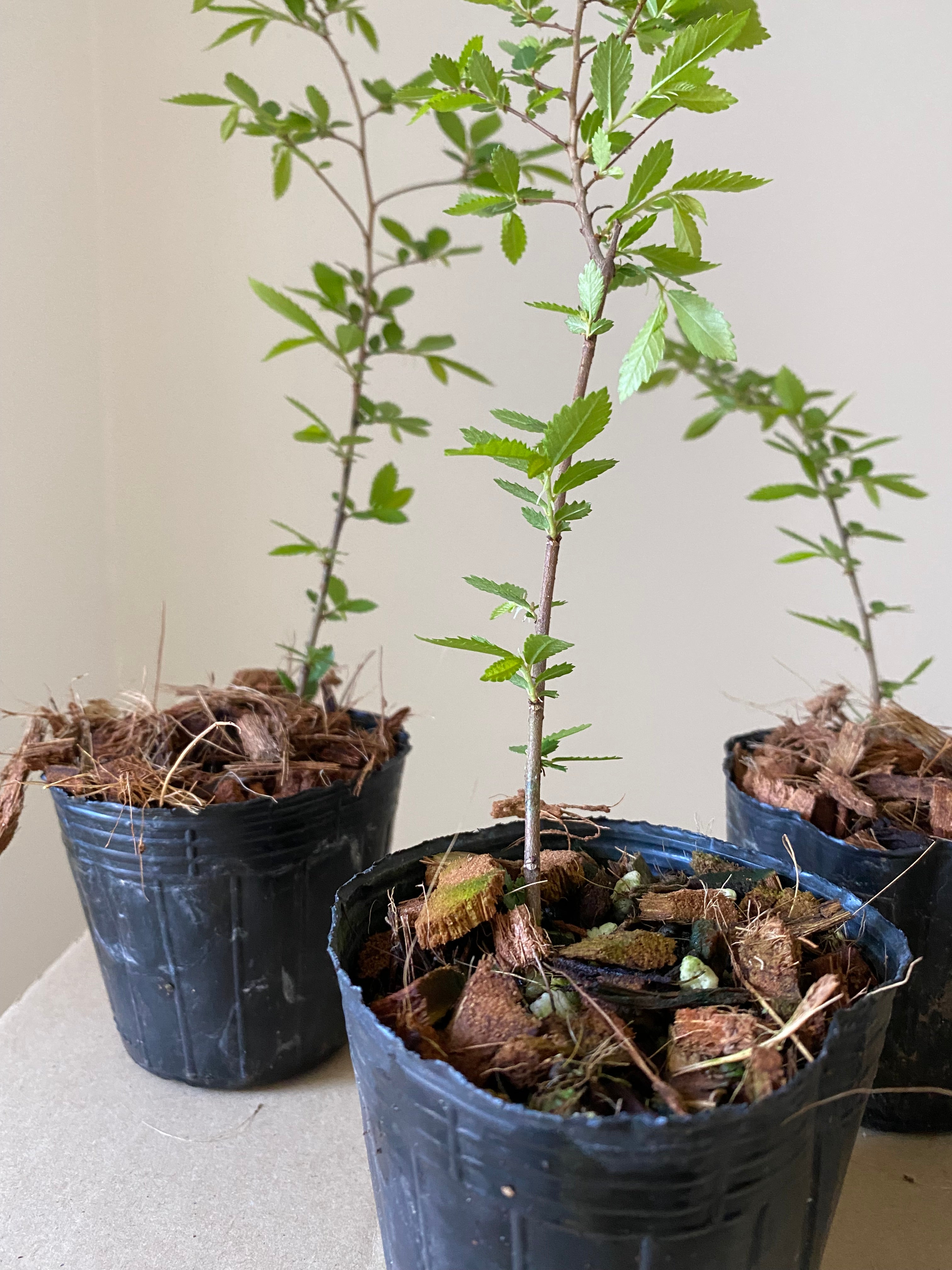 Chinese Elm (Rough Bark)