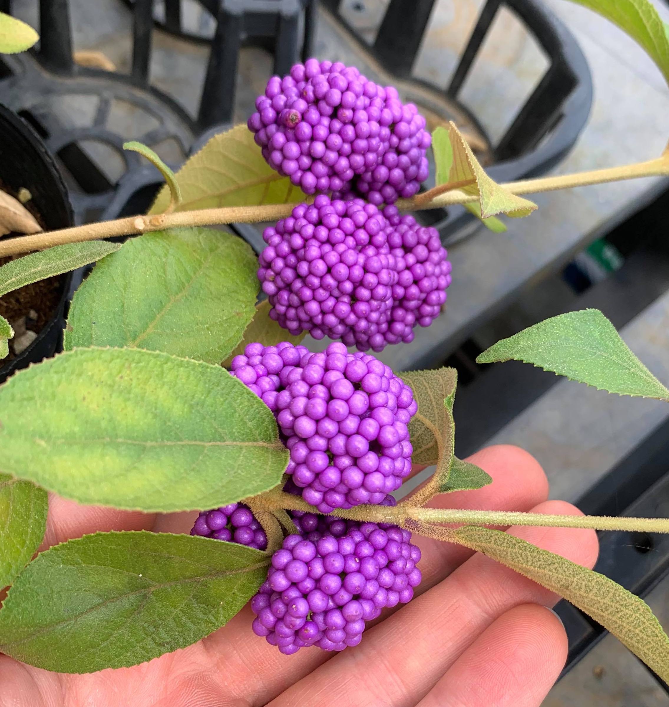 Callicarpa japonica (Nakayoshi Koyoshi)