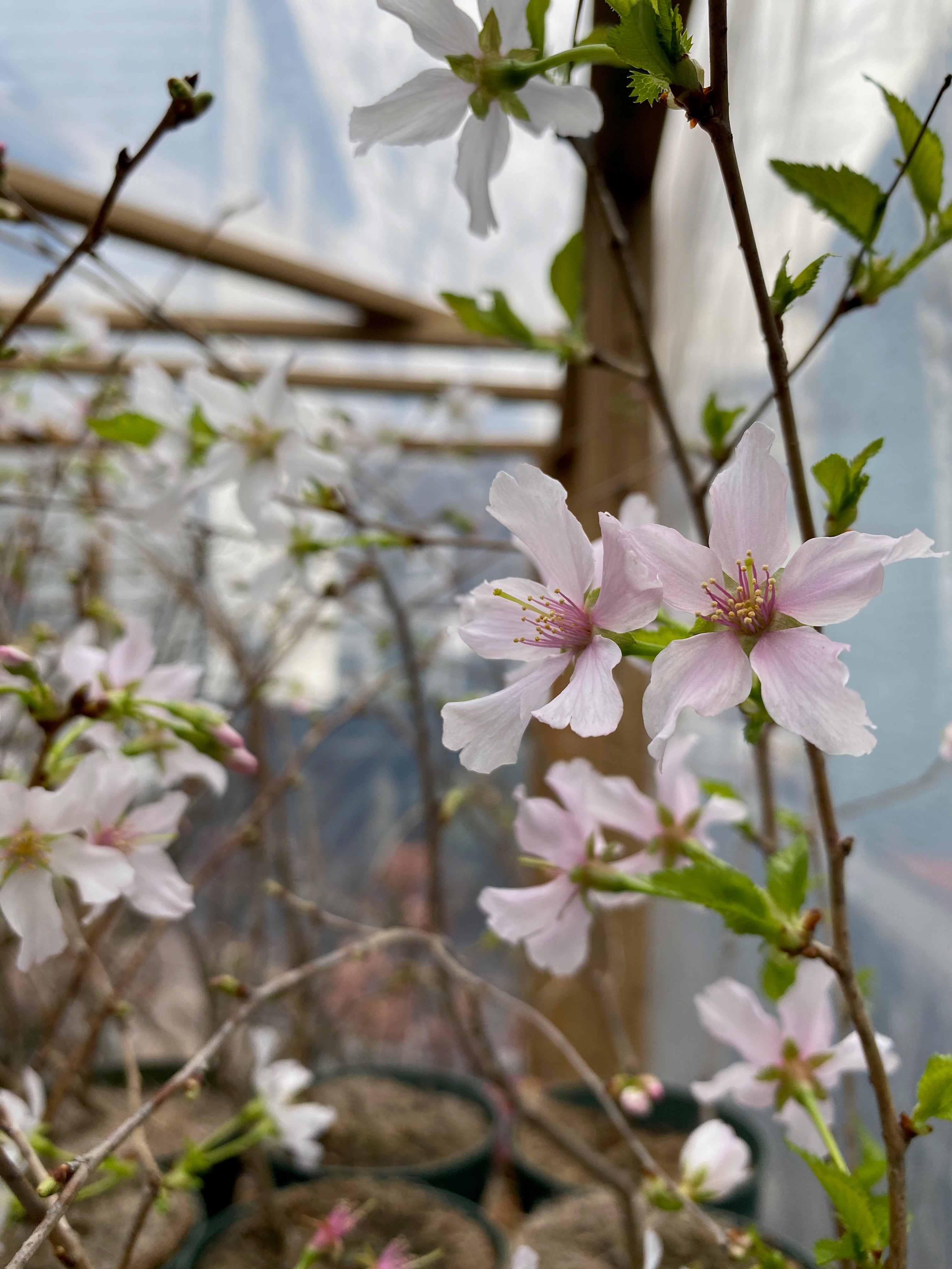 Prunus nipponica 'Kurilensis'