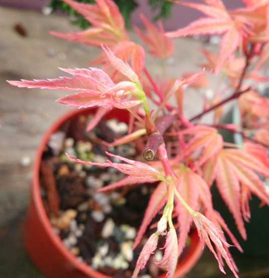 Acer palmatum 'Beni Chidori'