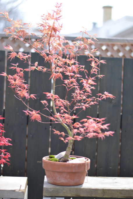 Acer palmatum 'Beni Chidori'