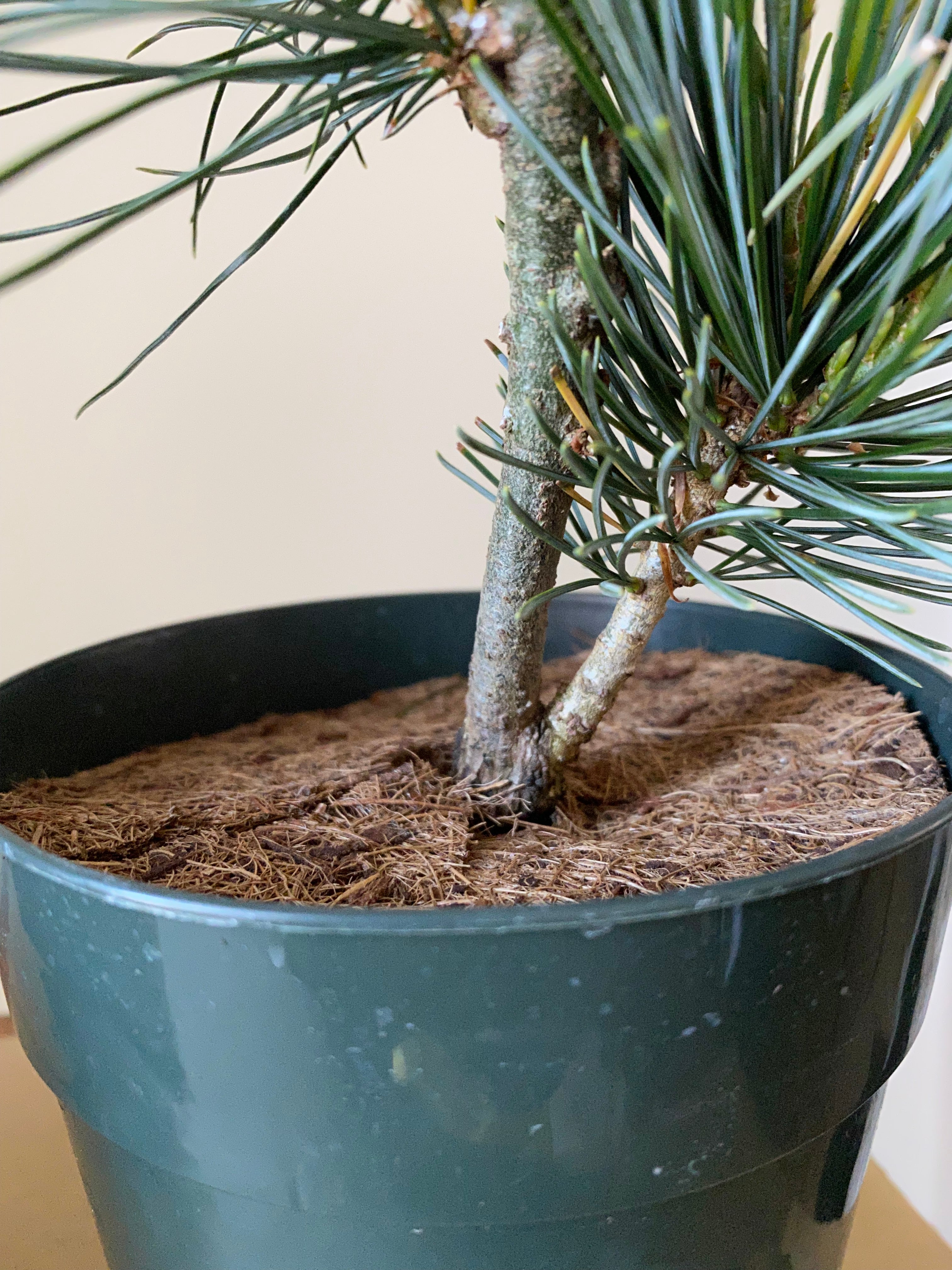 Japanese White Pine 'Aoi'