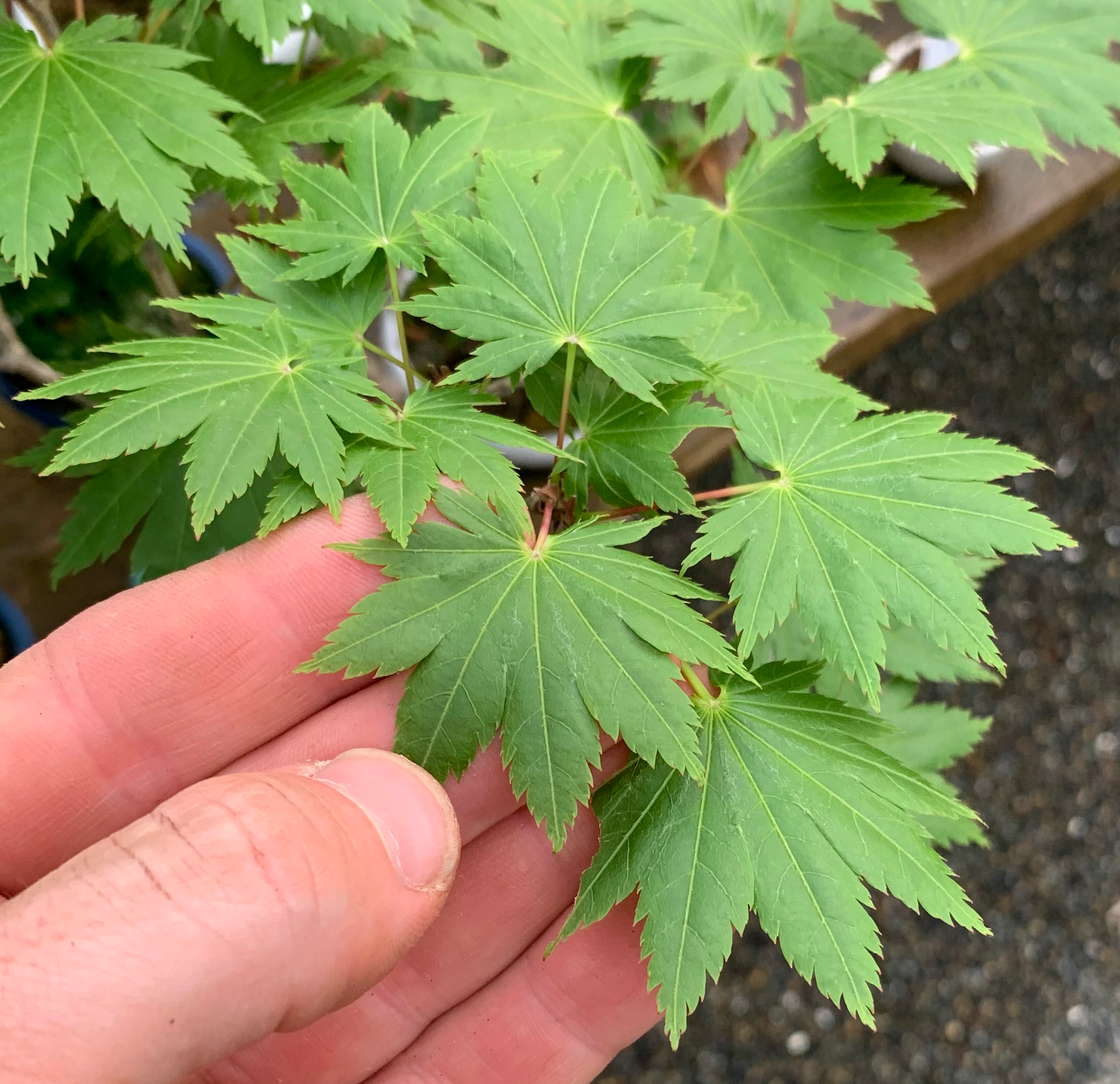 Maple 'Kohauchiwa'