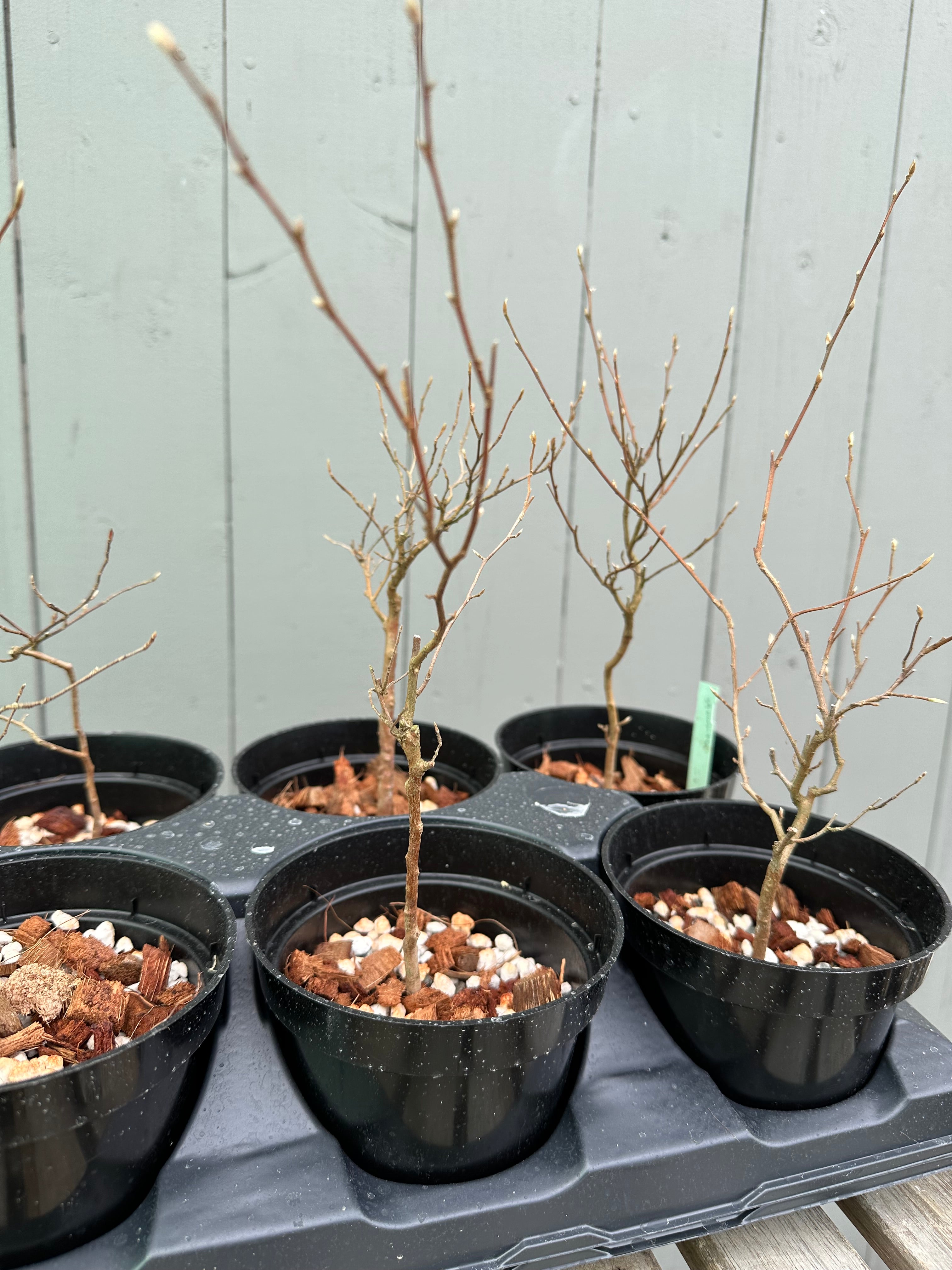Stewartia