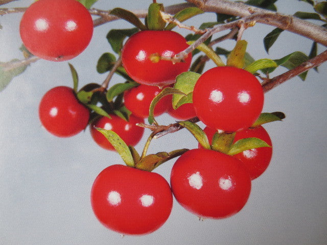 Kakiemon