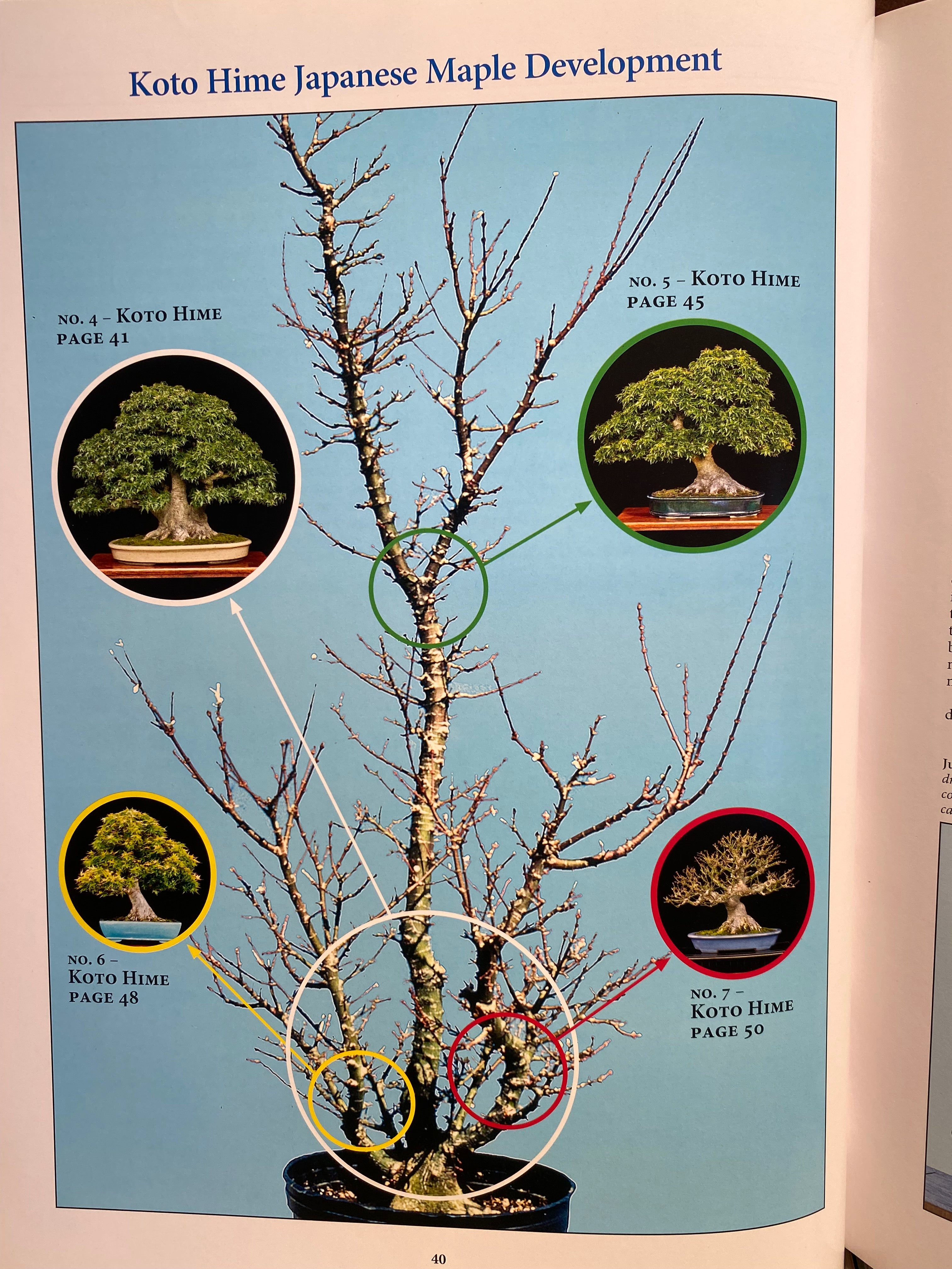 Classical Bonsai Art (signed)