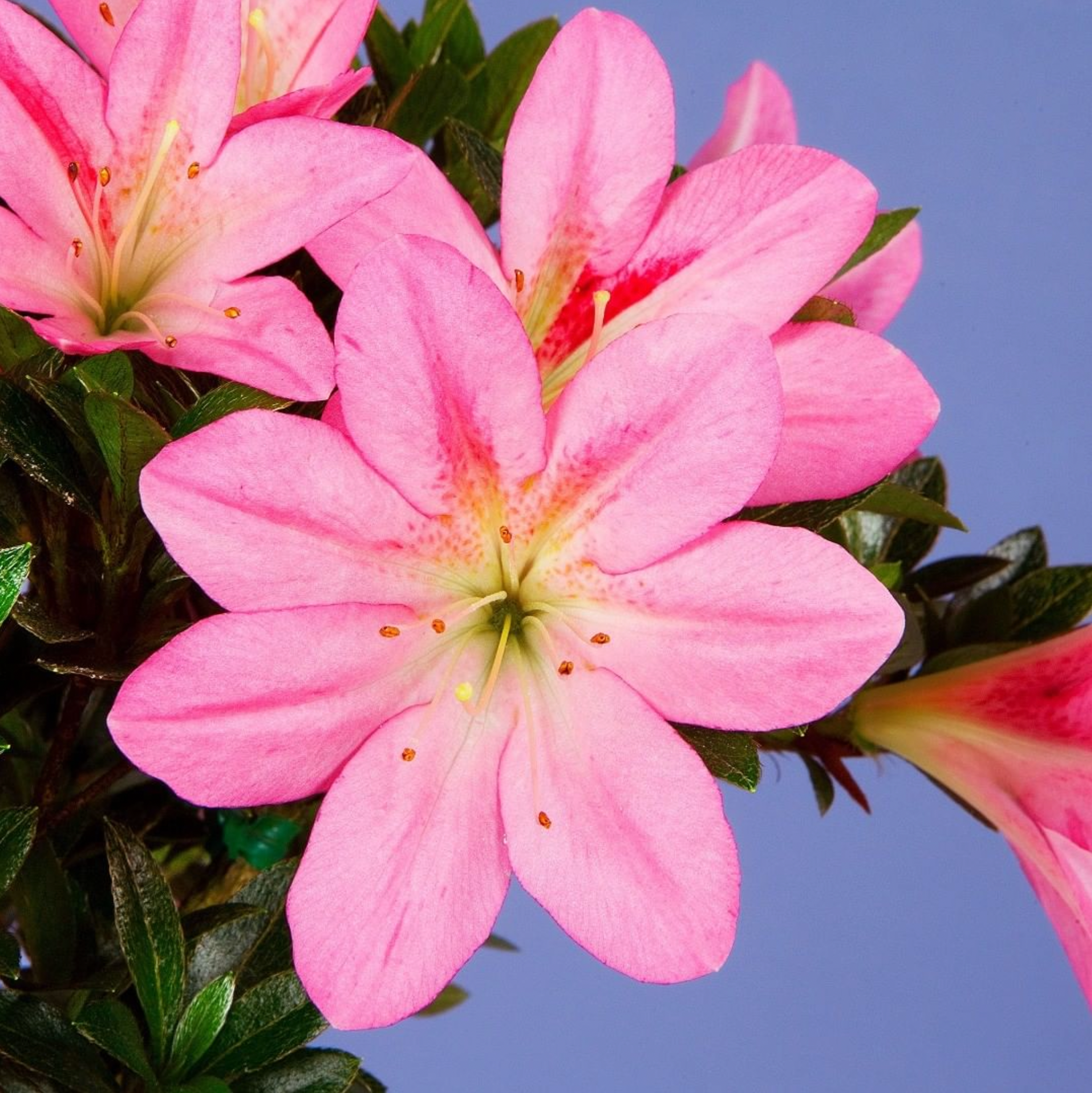 Satsuki Azalea 'Kizuna'